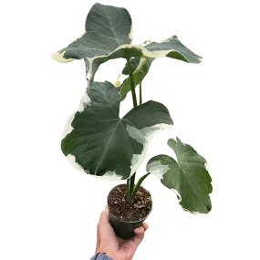 Alocasia 'Mickey Mouse' (Xanthosoma sagittifolium 'Variegatum Monstrosum')