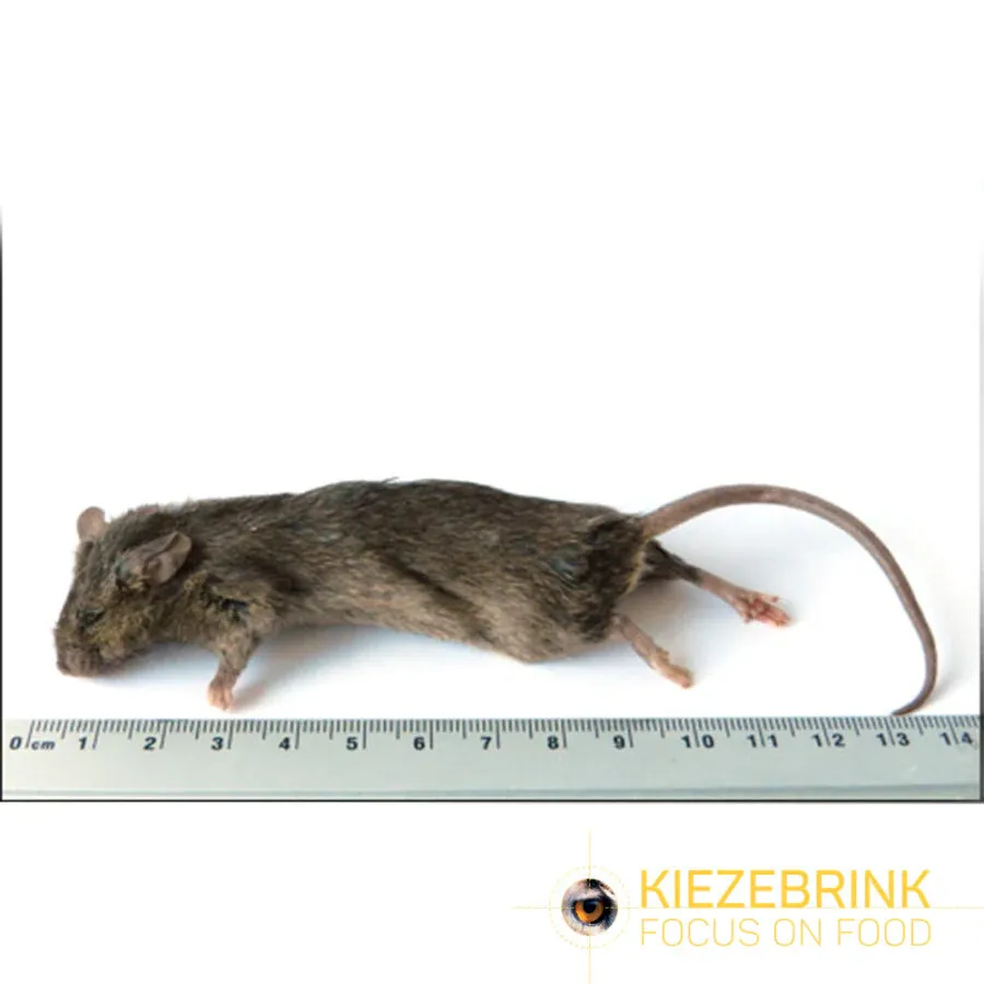 Kiezebrink - Mouse/Mice