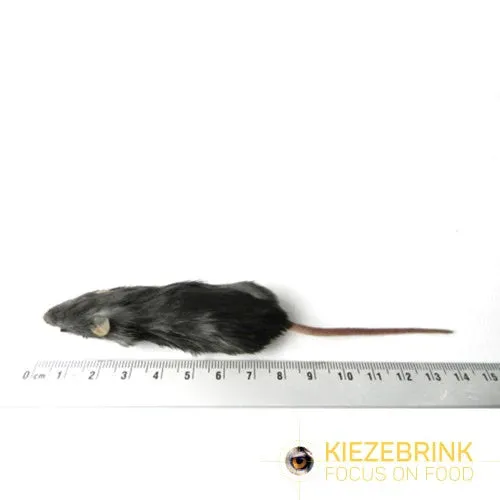 Kiezebrink - Mouse/Mice