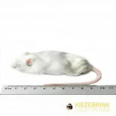 Kiezebrink - Mouse/Mice