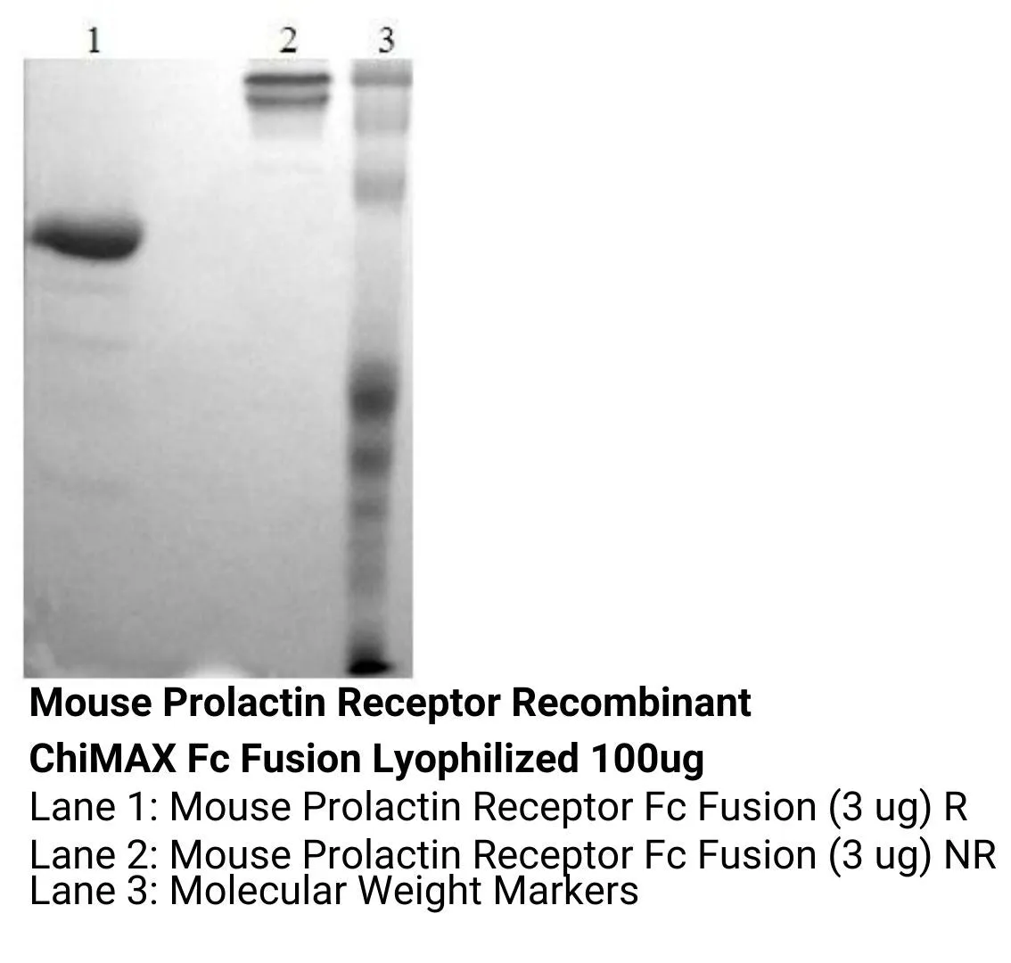 *Mouse Prolactin Receptor Recombinant ChiMAX Fc Fusion Lyophilized